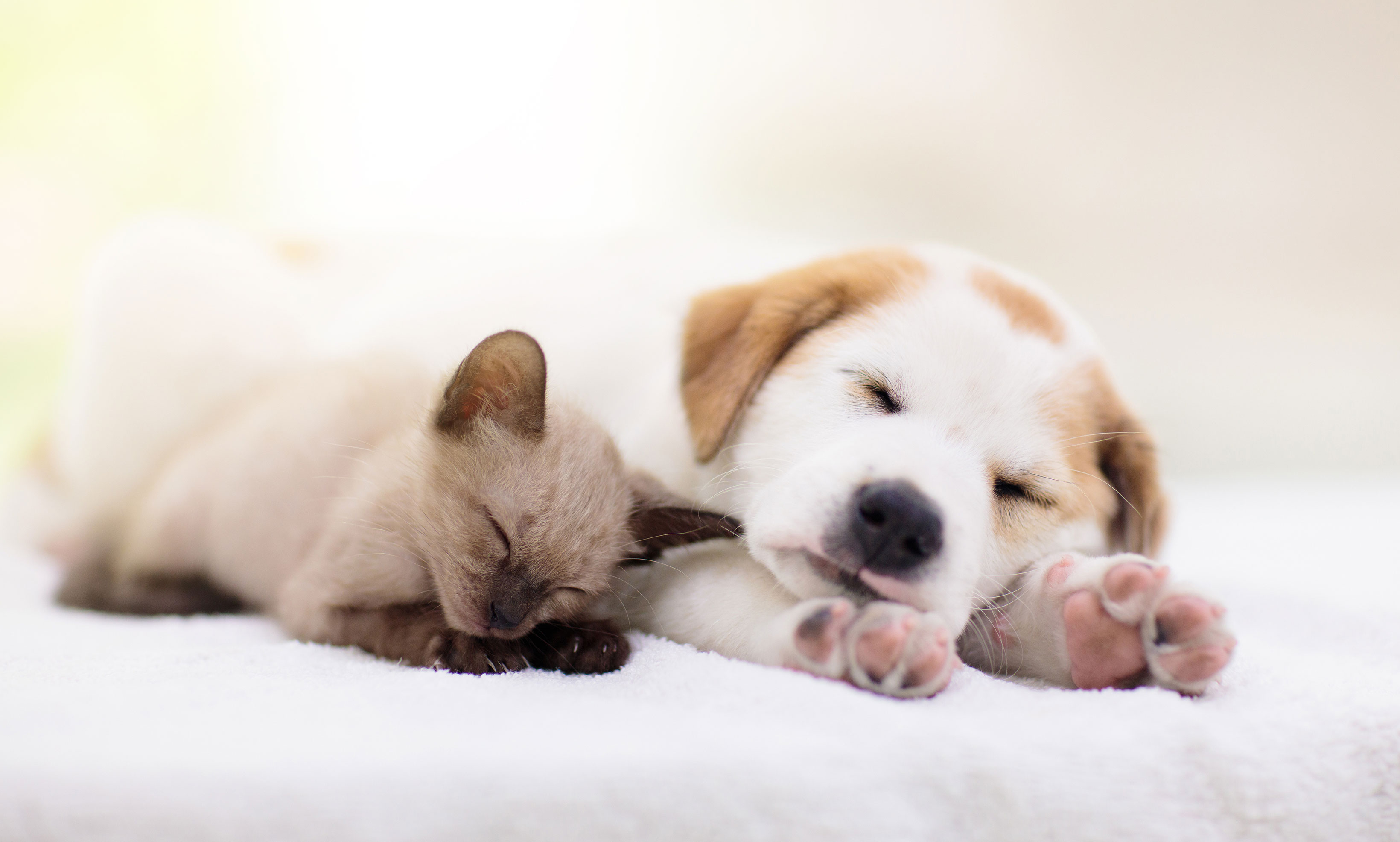 ペットと暮らす家